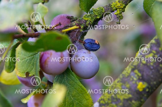 Zibarte (Prunus) - Prune