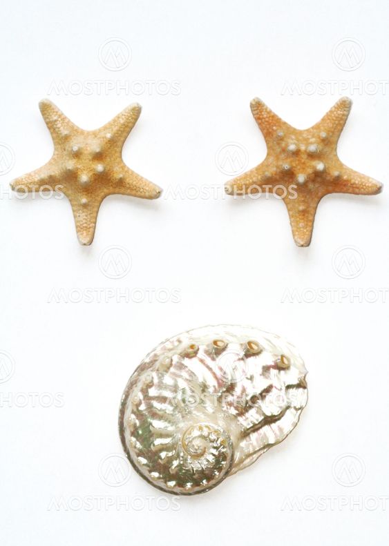 Sea stars and seashell isolated on white