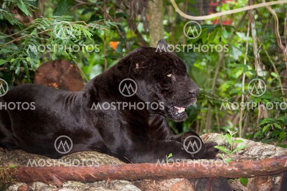 Resting Black Panther