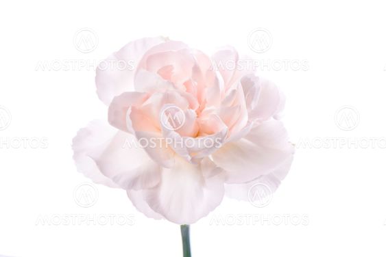 fresh pink carnation