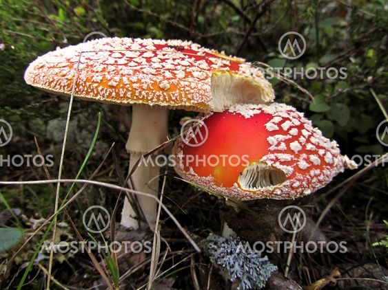 Fungi (Mushrooms)