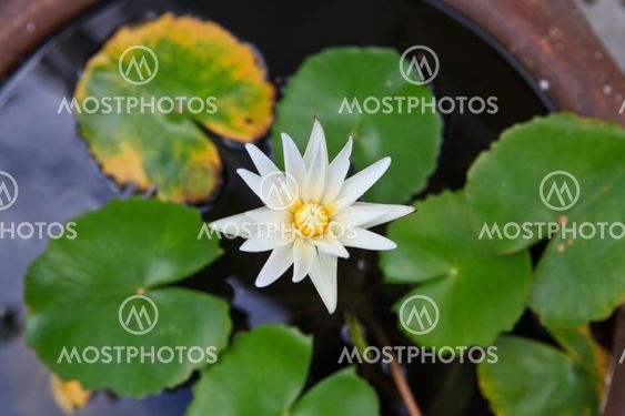 Purple water lilly on water background with leaves and it's bud.