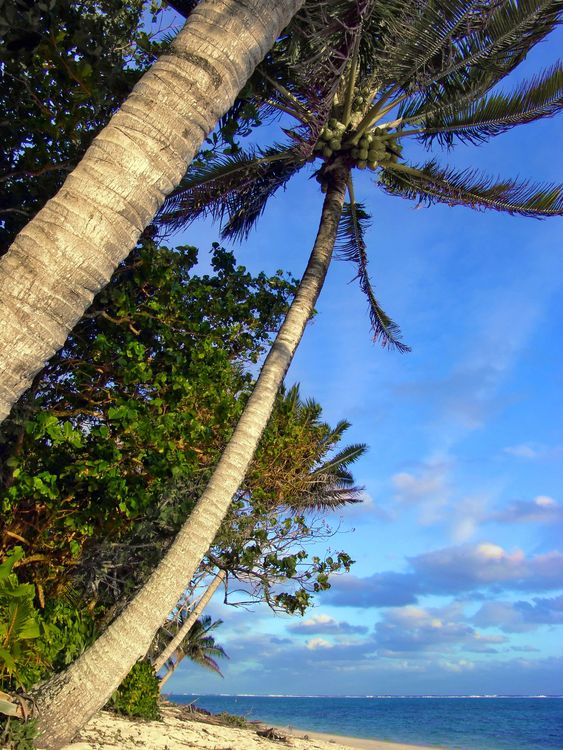 Classic Palms