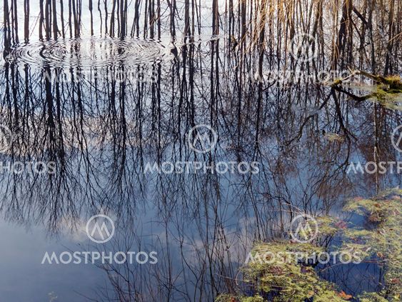 reflection (5)