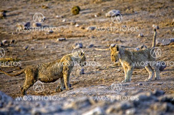 two lions cub playing in etosha national park namibia