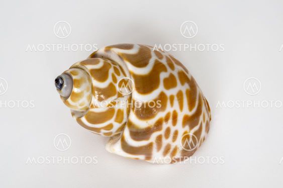 seashell on a light background, macro photo