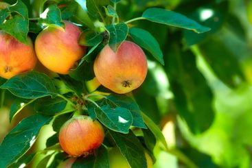 Agriculture, food and organic apples on tree outdoor in...