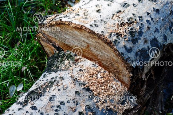 Lumbered wood