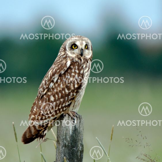 Earth Owl