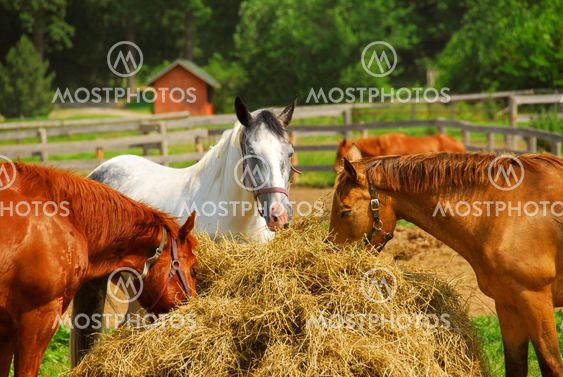 Horses at the ranch
