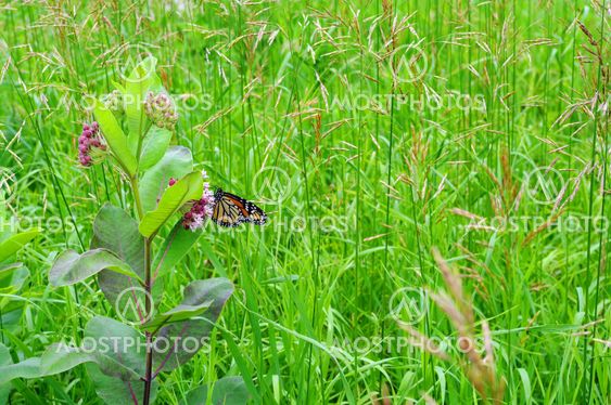 Butterfly on Milkweed