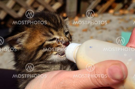 Kitten