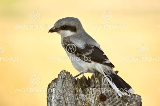 Gray Grey Jay Young