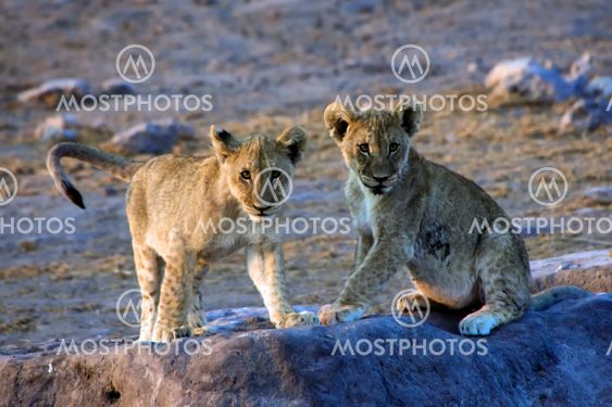 two lion cubs looking at me at etosha national park namibia