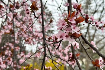 Blooming tree in the gentle sunshine. Spring renewal and...