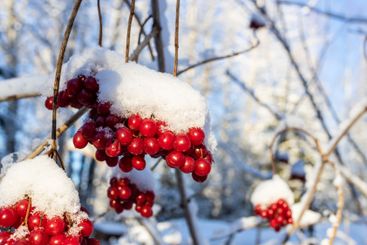 snow-covered red berries of viburnum close up