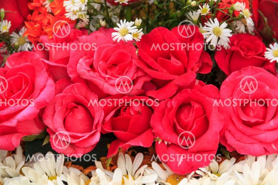 rose and bright flowers