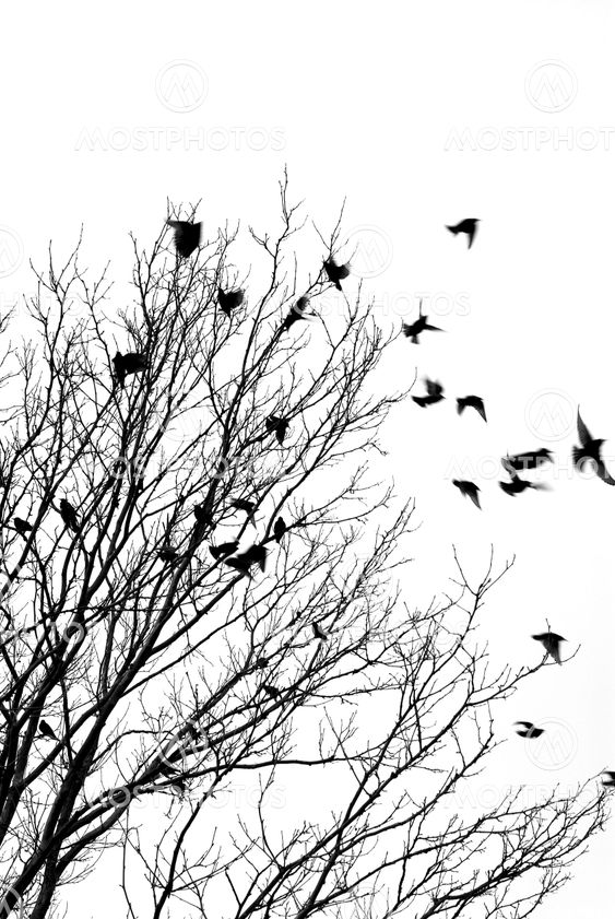 Flying birds
