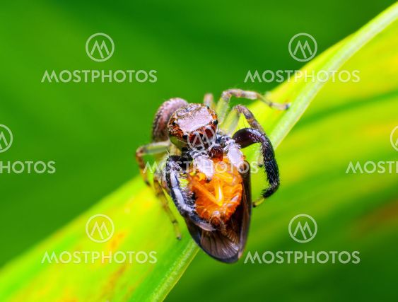 Jumper spider