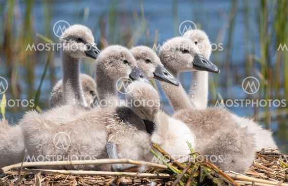 Cute fluffy cygnets in a nest.