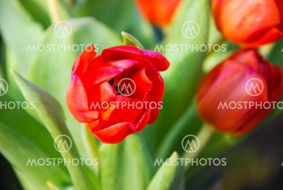 Red tulip