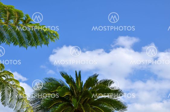 Tropical branches