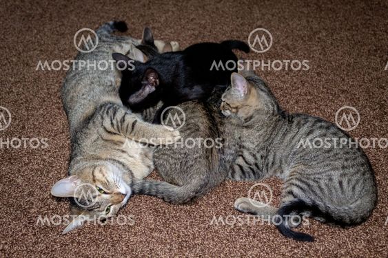 Cute little kittens breastfeeding mom cat at the home