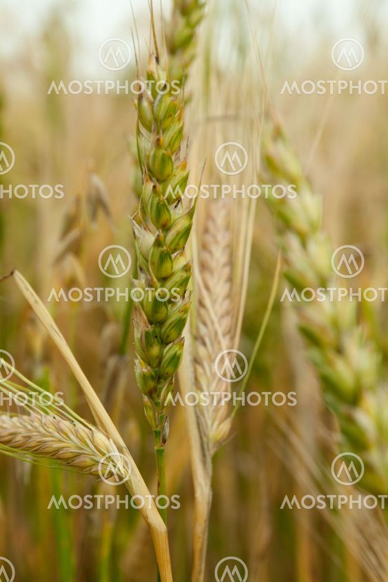 wheat field