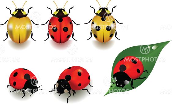 Ladybugs