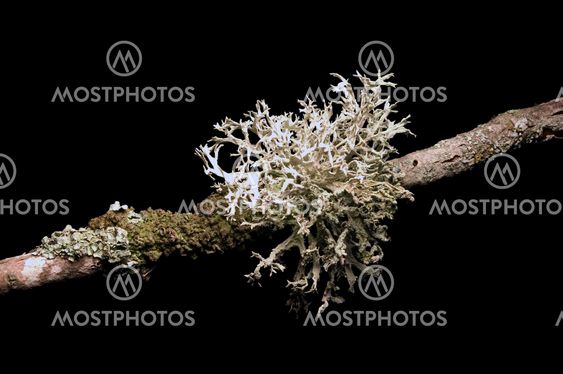 moss on branch