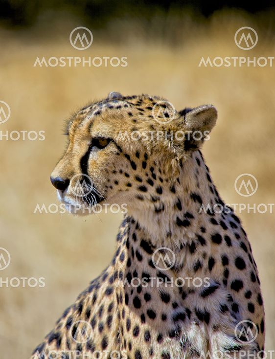 a cheetah in etosha national park namibia