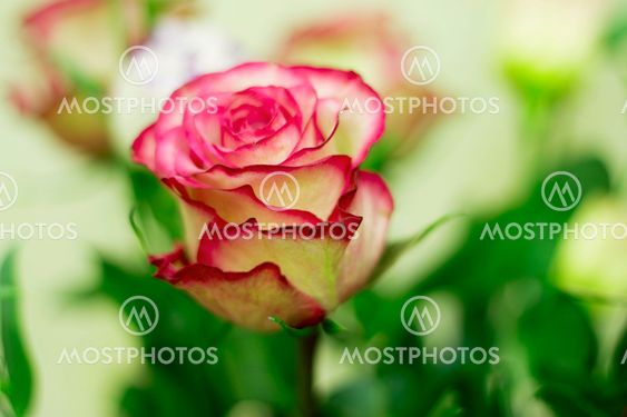 Pink and white blooming roses gifrt with love