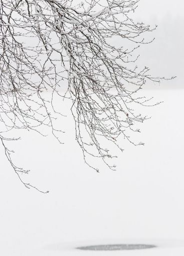 Beautiful birch tree branches framing a serene frozen...