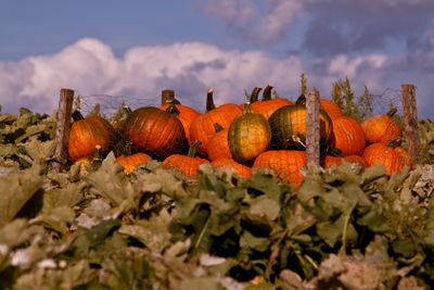 Pumkins in Osterlen Skane Sweden