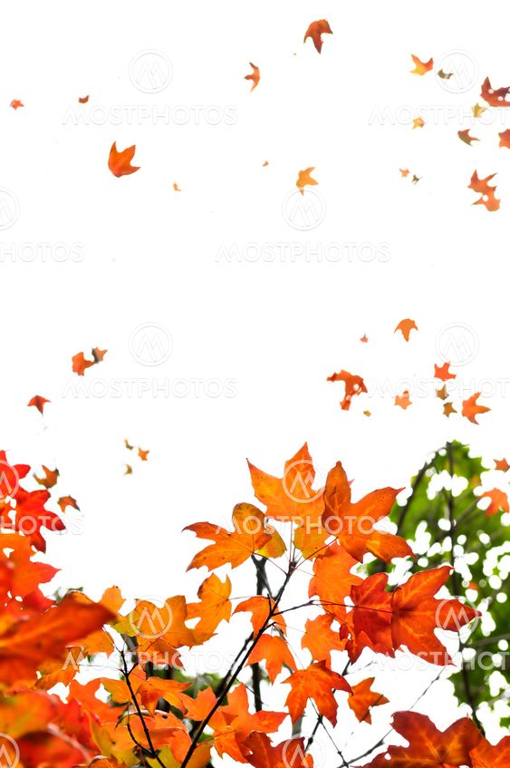 Fall maple leaves background