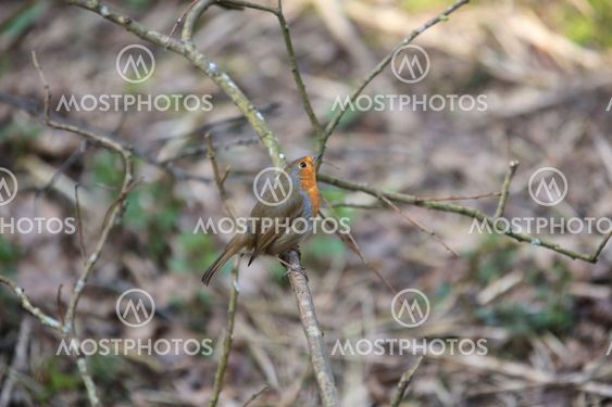 European Robin perched on a twig in woodland