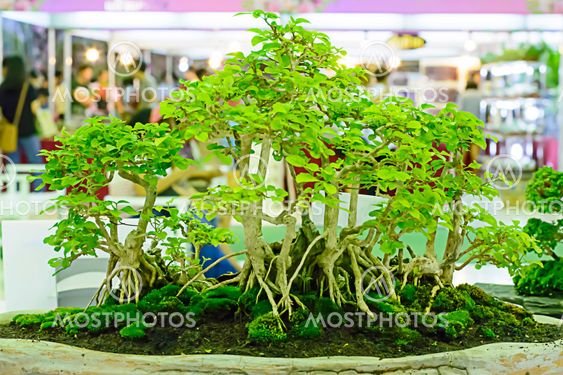 Bonsai