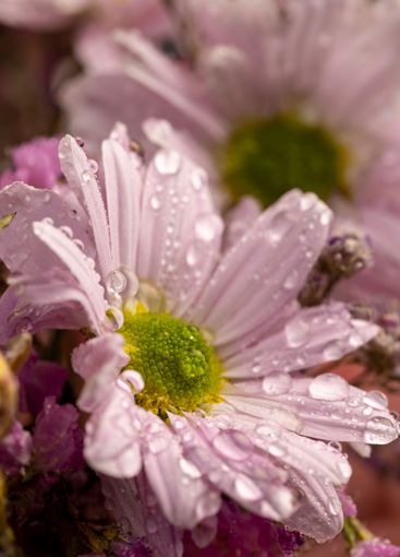 bouquet of purple fragrant wet daisies