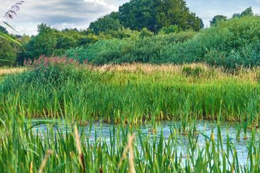 Wetlands, reeds and outdoor with nature, water and earth...