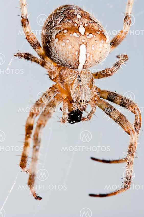 Spider