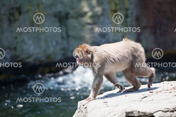 Snow monkey