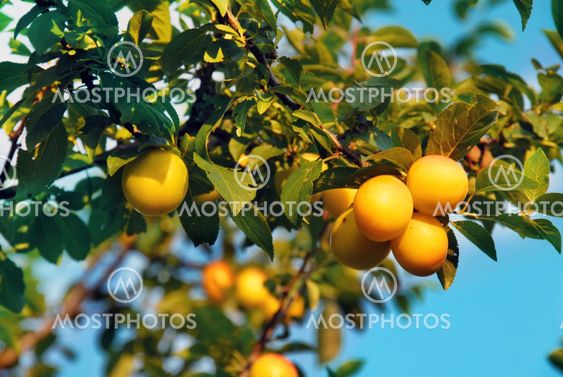 Yellow plums