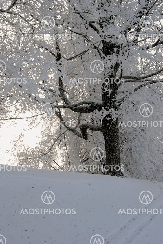Rime på grenar av träd