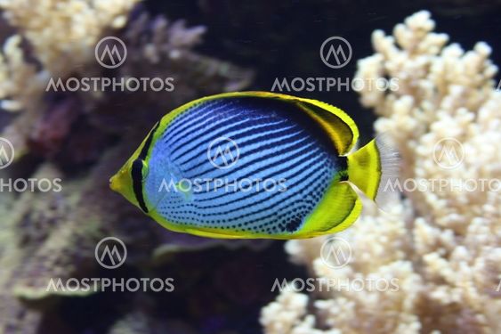 Tropical fish