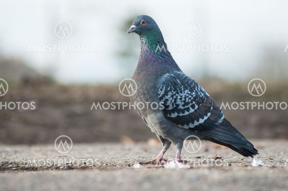 pigeon walking in urban park