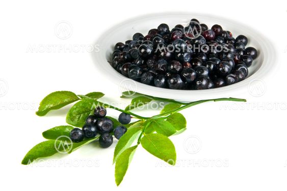 bilberry