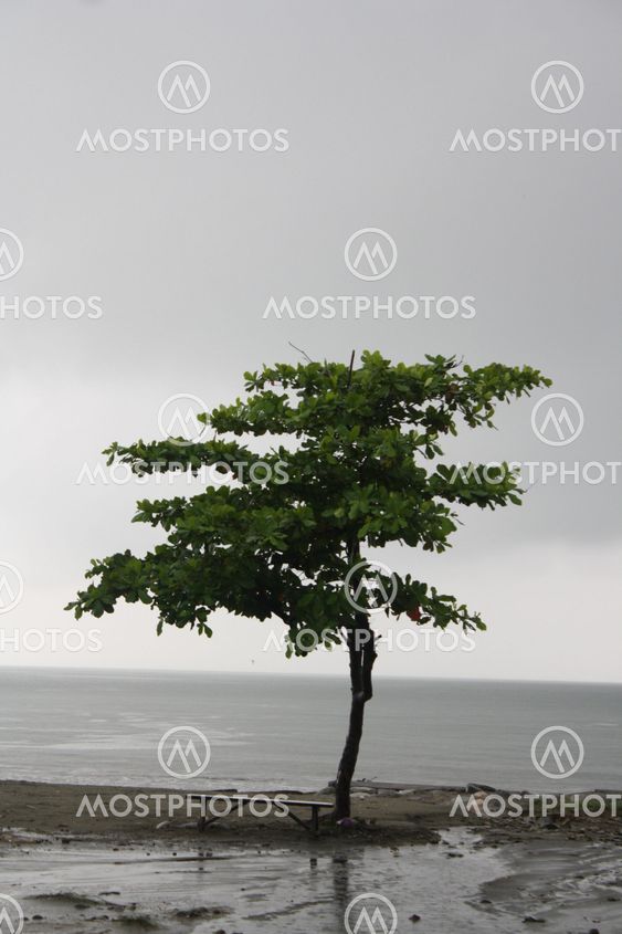 A Tree and a Bench at the beach