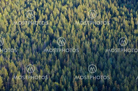 Forest treetops