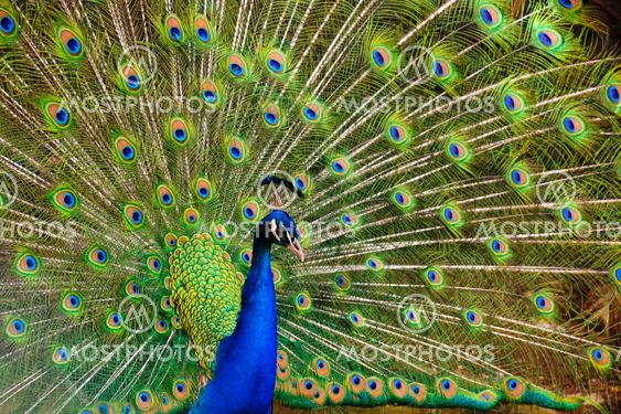Peacock