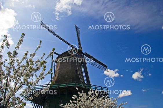windmill with white blooming branches